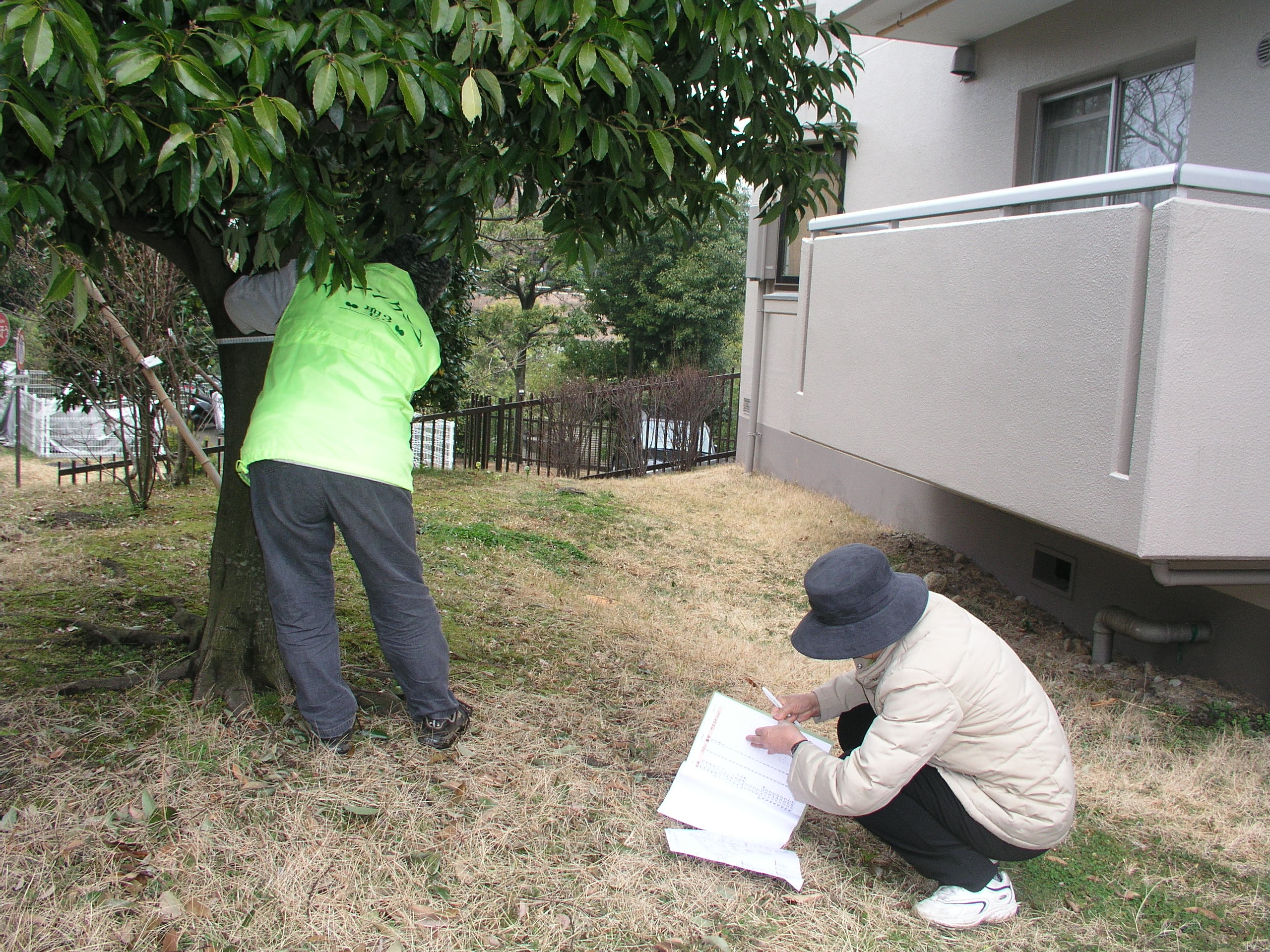 樹木のウエスト計測