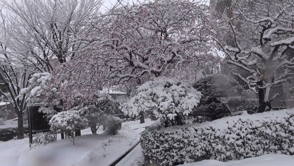 14日の雪景色