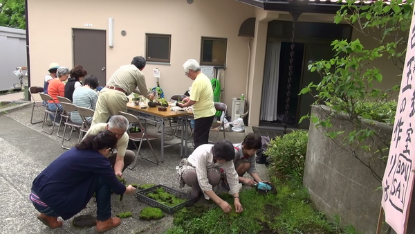 採取したコケを水洗い