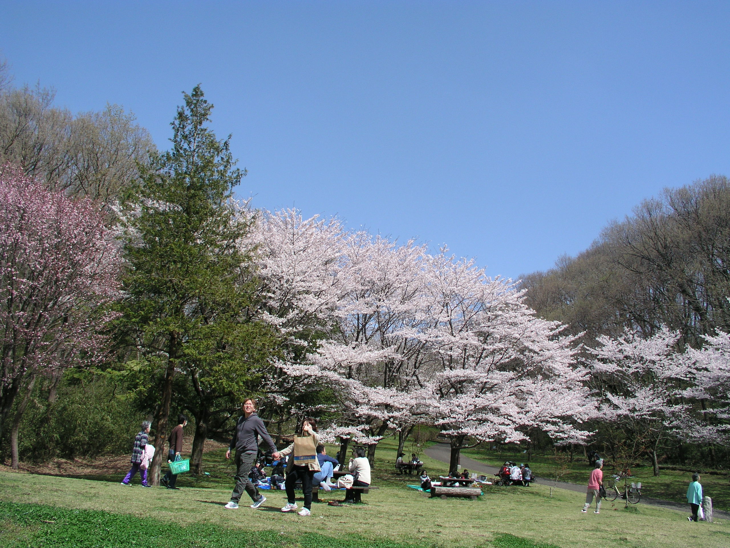 春の桜ケ丘公園を開きます。